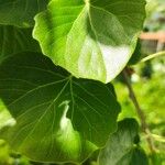 Populus × canescens Feuille