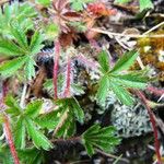 Potentilla pyrenaica Leaf