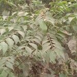 Bergera koenigii Leaf