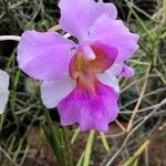 Papilionanthe teres Çiçek