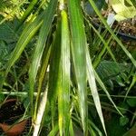 Dracaena reflexa Folio