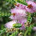 Melaleuca gibbosa