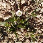 Cerastium dichotomum Habit