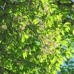 Ulmus mexicana Облик