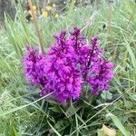 Orchis mascula 形態