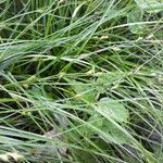 Carex remota Folla