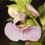 Pedicularis racemosa Kwiat