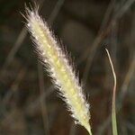 Tetrapogon villosus 花