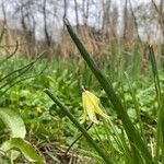 Gagea spathacea Blad