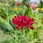 Knautia macedonica 花