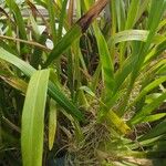 Oncidium sphacelatum Leaf