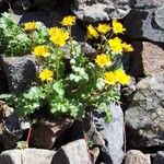 Geum reptans Flower