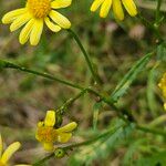 Senecio squalidus Bark