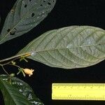 Hamelia axillaris अन्य