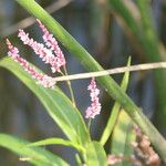 Persicaria glabra Hábito