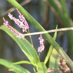 Persicaria glabra 整株植物