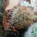 Echinocereus dasyacanthus Yaprak