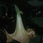 Brugmansia suaveolens Квітка