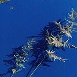 Eragrostis cilianensis Flower