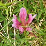 Trifolium alpinum Flower