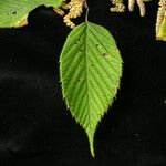 Corylus ferox موطن