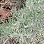 Lavandula latifolia Листок