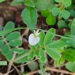 Tephrosia pumila Flower