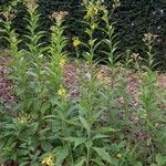 Verbesina alternifolia Habit