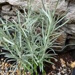 Helichrysum italicum ഇല