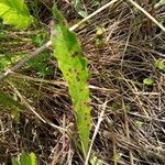 Crepis mollis Blad