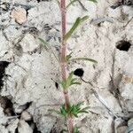 Thymus dolomiticus Blatt