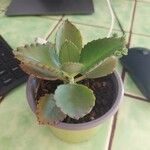 Kalanchoe daigremontiana Φύλλο