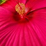 Hibiscus moscheutos Annet