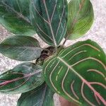 Aglaonema rotundum葉