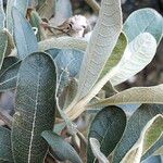 Tarchonanthus camphoratus Leaf