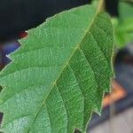 Handroanthus chrysotrichus Fuelha