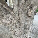 Ficus microcarpa Coajă