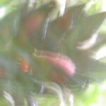 Heliconia reticulata Fruto