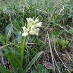 Dactylorhiza insularis Flower