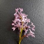 Syringa vulgarisBlomst