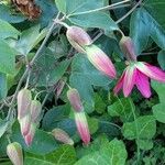 Passiflora manicata Fleur