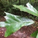 Quercus nigra Blad