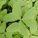 Oxalis latifolia Hostoa