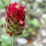 Trifolium incarnatum Kukka