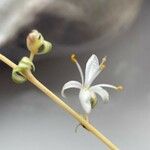 Chlorophytum comosum Çiçek