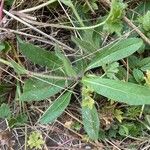 Pilosella aurantiaca Leaf