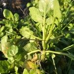 Nasturtium officinale Feuille