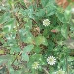 Trifolium vesiculosum Blatt