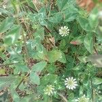 Trifolium vesiculosumপাতা