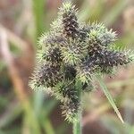 Fuirena pubescens Fruit